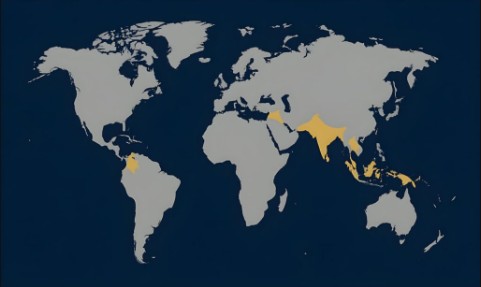 Global trade network map — Pakistan, India, Middle East, Southeast Asia, Africa